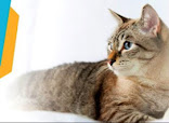 European Veterinary Clinic thumb 8